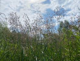 26 июня Коми ожидает теплый день, но с грозами и прохладными ночами