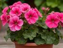 Крошу в горшок — и герань как подменили: листва не желтеет, а бутоны лезут повсюду