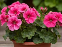 Крошу в горшок — и герань как подменили: листва не желтеет, а бутоны лезут повсюду