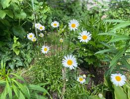27 июня Коми ожидает довольно тёплый день, но  с грозами на юге