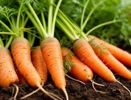 Морковь и свеклу сажаем в июле исключительно в эти дни — обязательно: урожай собираем мешками — лунный календарь и приметы