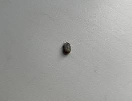 В Коми зафиксирован беспрецедентный всплеск активности клещей