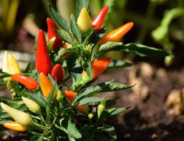 Подкормка, от которой перцы растут как на дрожжах: вкус будет ярче, а плодов - намного больше