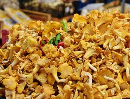 Родственник рыжика - плотный, сладкий и мясистый: грибники его обходят стороной, а зря!