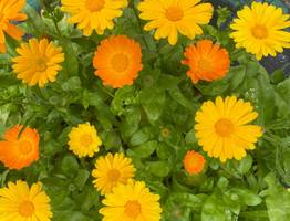 Грозы и дожди вновь накроют Коми в первый день июля