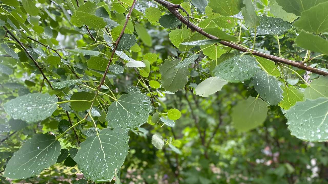 Погода в Коми: 3 июля вновь принесет дожди и порывистый ветер