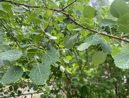 Погода в Коми: 3 июля вновь принесет дожди и порывистый ветер