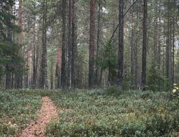 Ни бревен, ни денег: пенсионер из Коми заплатил 196 тысяч рублей за незаконную вырубку леса