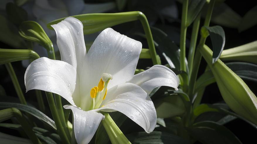 Главная картинка новости: Есть 3 вещи, которые нельзя делать с лилиями после цветения, иначе в следующем году цветов можете не ждать