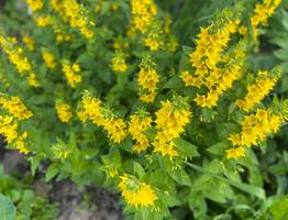 От грозовых ливней до легкого летнего дождика: погода в Коми 4 июля