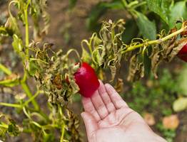 Режь без сострадания: главные правила формирования куста для получения крупных перцев
