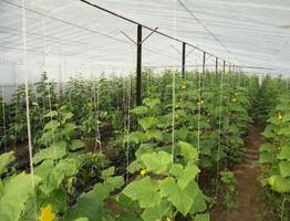 Не зола и не коровяк: чем нужно полить огурцы в июле – с одного куста собираем по 7 килограммов зеленцов