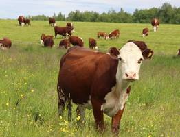 В Коми выбрали лучшие агростартапы: 6 проектов получат миллионные гранты