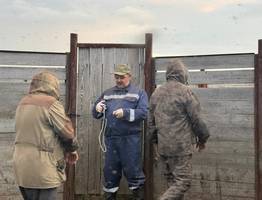 Ветеринары Коми отправились в тундру для масштабной вакцинации оленей