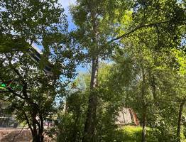 Как сыктывкарцам подготовиться к нашествию тополиного пуха