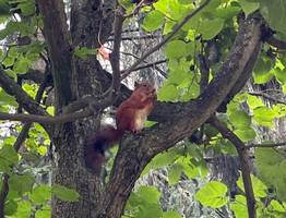 Необычные укусы животных зафиксированы в Коми за полгода