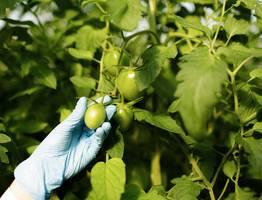 Пшикнула эту аптечную настойку на листья — и фитофтора даже не подошла: помидоры дозрели до последнего