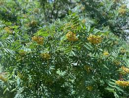 Кратковременная жара отступила, а дожди не везде: погода 10 июля в Коми