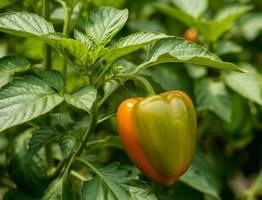 Перцы после высадки поливаю только этим настоем: урожая настолько много, что приходится раздавать всем соседям