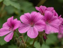 Для цветения герани — обязательно: 1 щепотка в воду — и бутоны лезут как на дрожжах. Отличная подкормка для пеларгонии