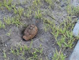 В столице Коми рядом с одной из школ нашли гранату