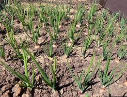 Луковица с два кулака: кормим лук в июле, и он отблагодарит большим урожаем