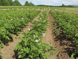 Коми наращивает урожаи: картофеля и овощей с каждым годом собирают все больше