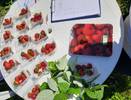 Ученые Коми провели вкусный эксперимент с северной земляникой
