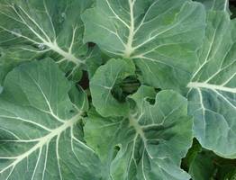 10 литров на 5 ложек: опрыскиваю в июле капуста - белокрылка покинула огород, а личинки усохли — целые листочки до конца сезона