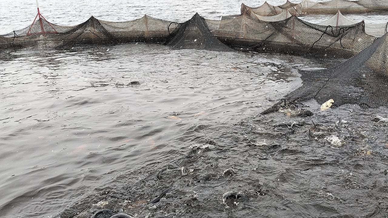 Главная картинка новости: В Коми вырос улов рыбы: промысловики добыли на 37% больше, чем в прошлом году