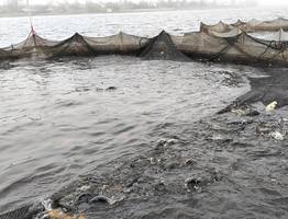 В Коми вырос улов рыбы: промысловики добыли на 37% больше, чем в прошлом году