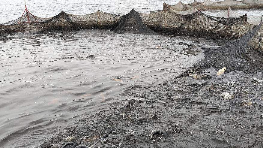 Главная картинка новости: В Коми вырос улов рыбы: промысловики добыли на 37% больше, чем в прошлом году