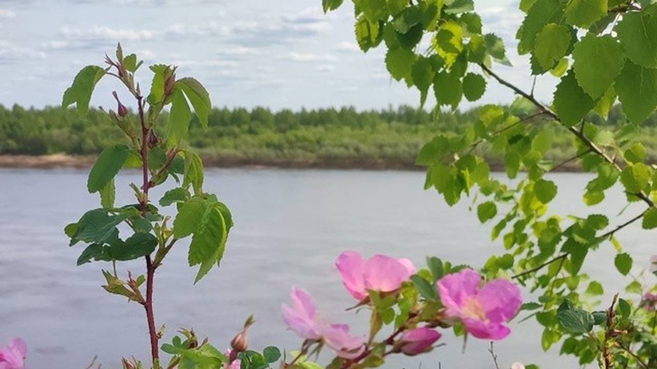 Главная картинка новости: 17 июля в Коми сохранится летняя прохлада с дождями и редким солнцем