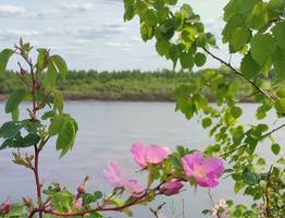 17 июля в Коми сохранится летняя прохлада с дождями и редким солнцем