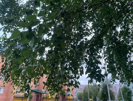 18 июля летняя прохлада продолжает испытывать Коми на прочность