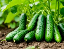 Поливаем огурцы содой: какой эффект дает пищевая сода, как и когда правильно давать эту подкормку