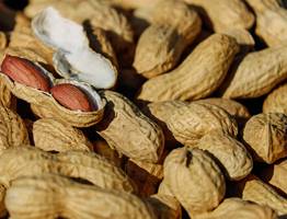 Ученые назвали самый полезный орех — не миндаль, не арахис и в 10 раз полезнее грецкого
