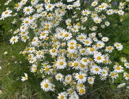 Погода в Коми 21 июля порадует теплом на юге и оставит север в прохладе