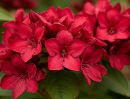 Титулованная красавица, неустанно цветущая с мая по октябрь: идеальный многолетник весь сезон радует пышными алыми цветами