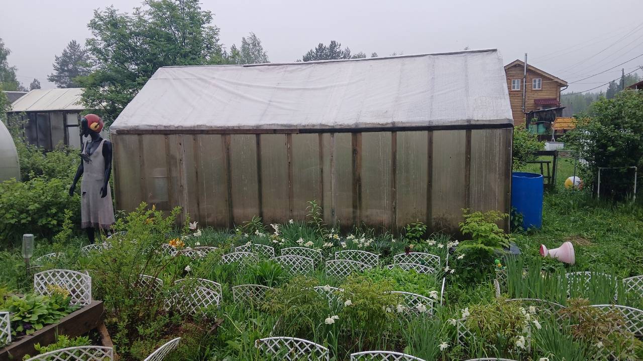 Главная картинка новости: Кормлю помидоры содой, 4 года собираю обильный урожай: по 10 кг плодов с кустика