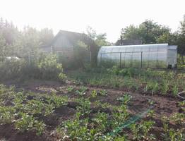 Раскидываю 1 пачку копеечной крупы по грядкам - земля как чернозём. Дорогой навоз больше не покупаем