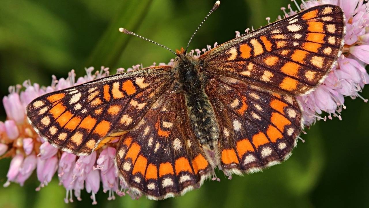 Крылатые редкости Коми: учёные приглашают на фотоохоту за бабочками-гигантами