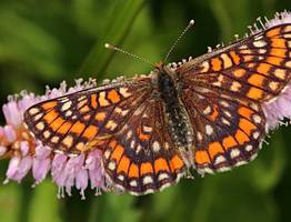 Крылатые редкости Коми: учёные приглашают на фотоохоту за бабочками-гигантами