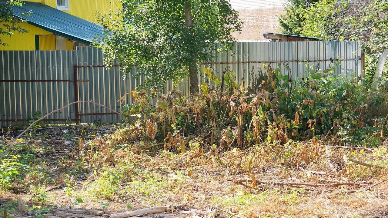 Главная картинка новости: Сыктывкар ведет планомерную борьбу с борщевиком