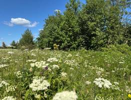 26 июля в Коми установится комфортная летняя теплая погода без осадков