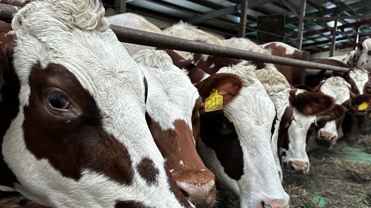 Главная картинка новости: Молочные рекорды Коми: суточный надой вырос на 7% за год