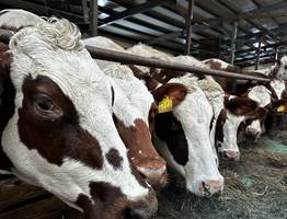 Молочные рекорды Коми: суточный надой вырос на 7% за год