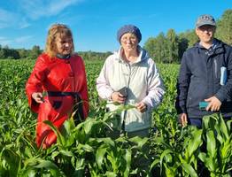 В Коми успешно выращивают кукурузу для кормовых нужд животноводства
