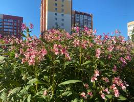 27 июля Коми ожидает комфортная летняя погода: высокие температуры и без осадков