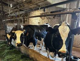 Коми отметила Всемирный день коровы: регион демонстрирует рост показателей